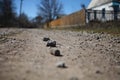 Gravel texture. pebble stones texture. Bottom view of a dirt gravel road. Pebble stone background. Light grey closeup small rocks. Royalty Free Stock Photo